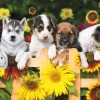 Buffalo Games - Adorable Animals - The Gang's All Here - 300 Large Pie