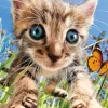 Buffalo Games - Earthpix Collection - Pounce! - 500 Piece Jigsaw Puzzl