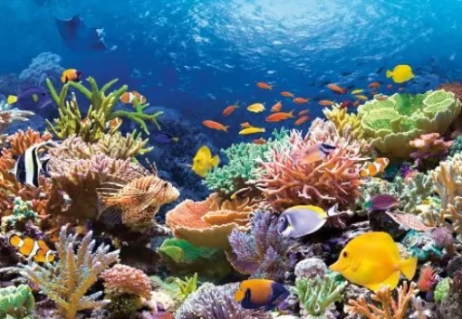 Castorland - Coral Reef Jigsaw Puzzle (1000 Pieces)
