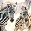 Castorland - Young Zebras Jigsaw Puzzle (1000 Pieces)