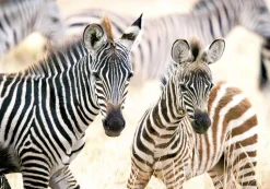 Castorland - Young Zebras Jigsaw Puzzle (1000 Pieces)