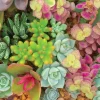 Ceaco - Succulents - Bright Succulents - XL Jigsaw Puzzle (300 Pieces)