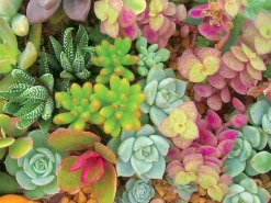 Ceaco - Succulents - Bright Succulents - XL Jigsaw Puzzle (300 Pieces)