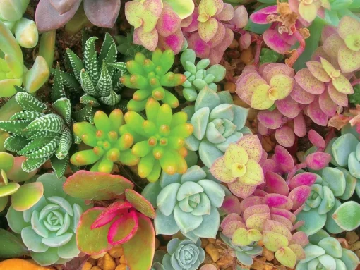 Ceaco - Succulents - Bright Succulents - XL Jigsaw Puzzle (300 Pieces)