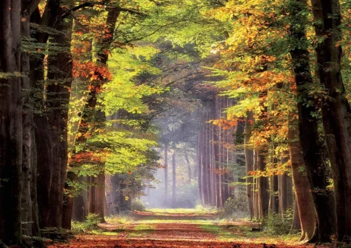 Educa - Autumn Walkway Jigsaw Puzzle (1000 Pieces)