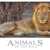 Ken Duncan - Animals of the Wild - Lion of Zimbabwe 504 Piece Jigsaw P