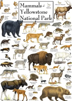 Masterpieces Puzzle Poster Art Mammals of Yellowstone National Park Pu
