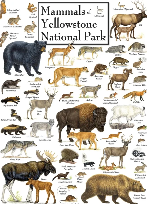 Masterpieces Puzzle Poster Art Mammals of Yellowstone National Park Pu