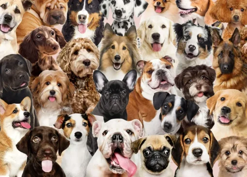 Peter Pauper Press - All the Dogs Jigsaw Puzzle (1000 Pieces)