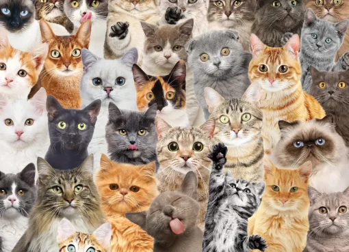 Peter Pauper Press - All The Cats Jigsaw Puzzle (500 Pieces)