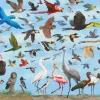 Peter Pauper Press - All the Birds Jigsaw Puzzle (1000 Pieces)