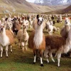 Peter Pauper Press - Llamas Jigsaw Puzzle (1000 Pieces)