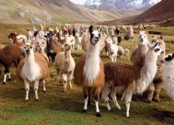 Peter Pauper Press - Llamas Jigsaw Puzzle (1000 Pieces)