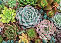 Peter Pauper Press - Succulent Garden Jigsaw Puzzle (1000 Pieces)