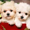 Pintoo - Puppies in Gift Box Plastic Jigsaw Puzzle (150 Pieces)