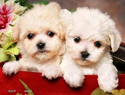 Pintoo - Puppies in Gift Box Plastic Jigsaw Puzzle (150 Pieces)