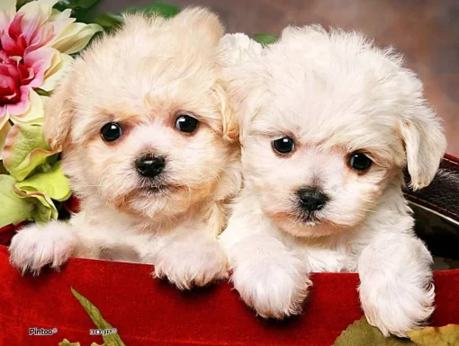 Pintoo - Puppies in Gift Box Plastic Jigsaw Puzzle (150 Pieces)