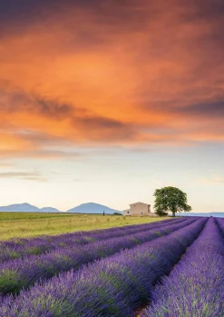 Schmidt - Field Of Lavender, Provence Jigsaw Puzzle (500 Pieces)