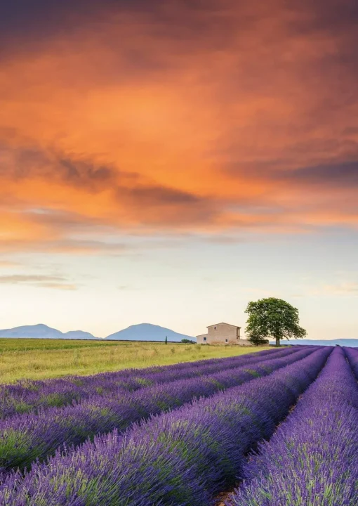 Schmidt - Field Of Lavender, Provence Jigsaw Puzzle (500 Pieces)